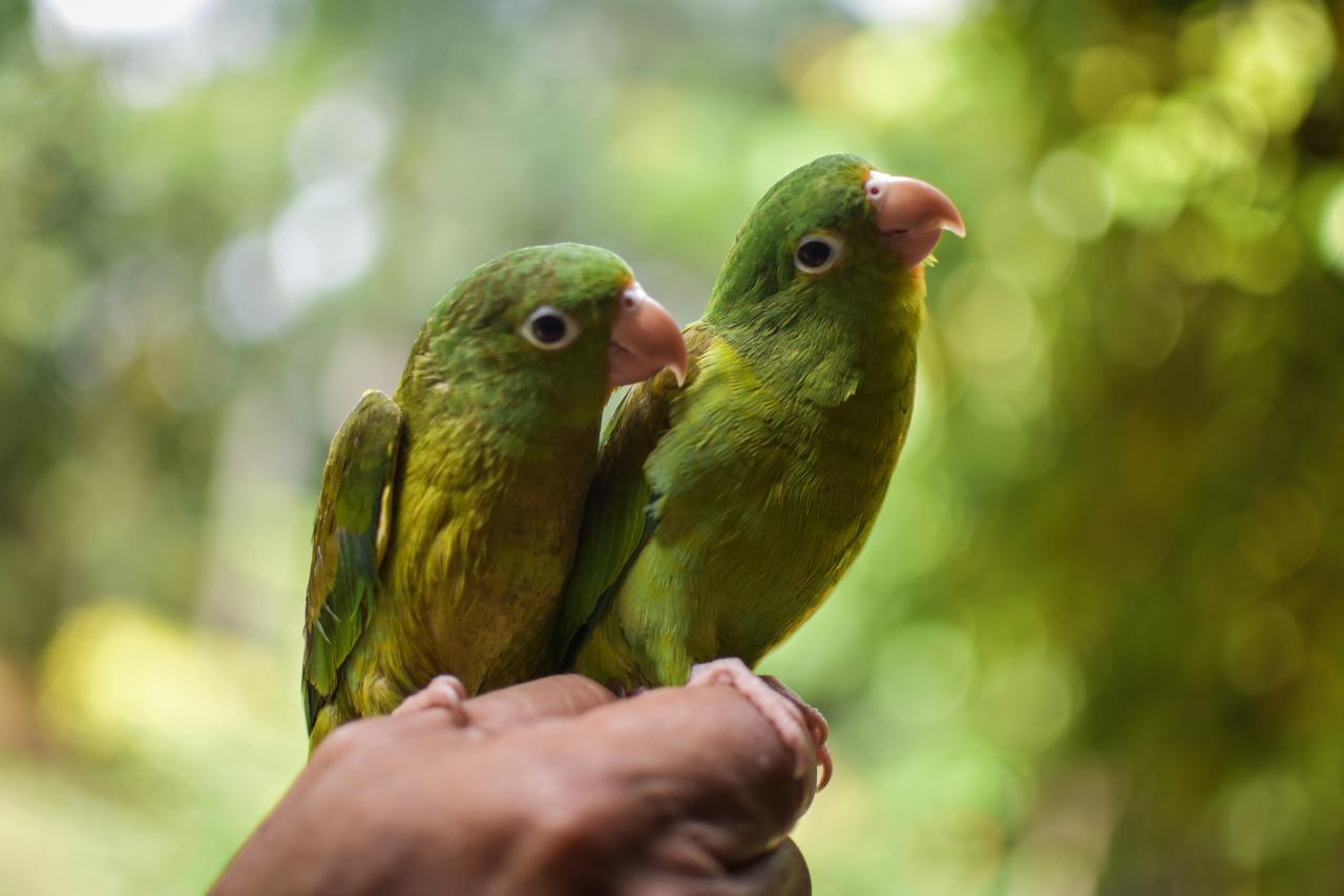 Вілла Entre Bosques Tayrona Лос-Наранхос Екстер'єр фото